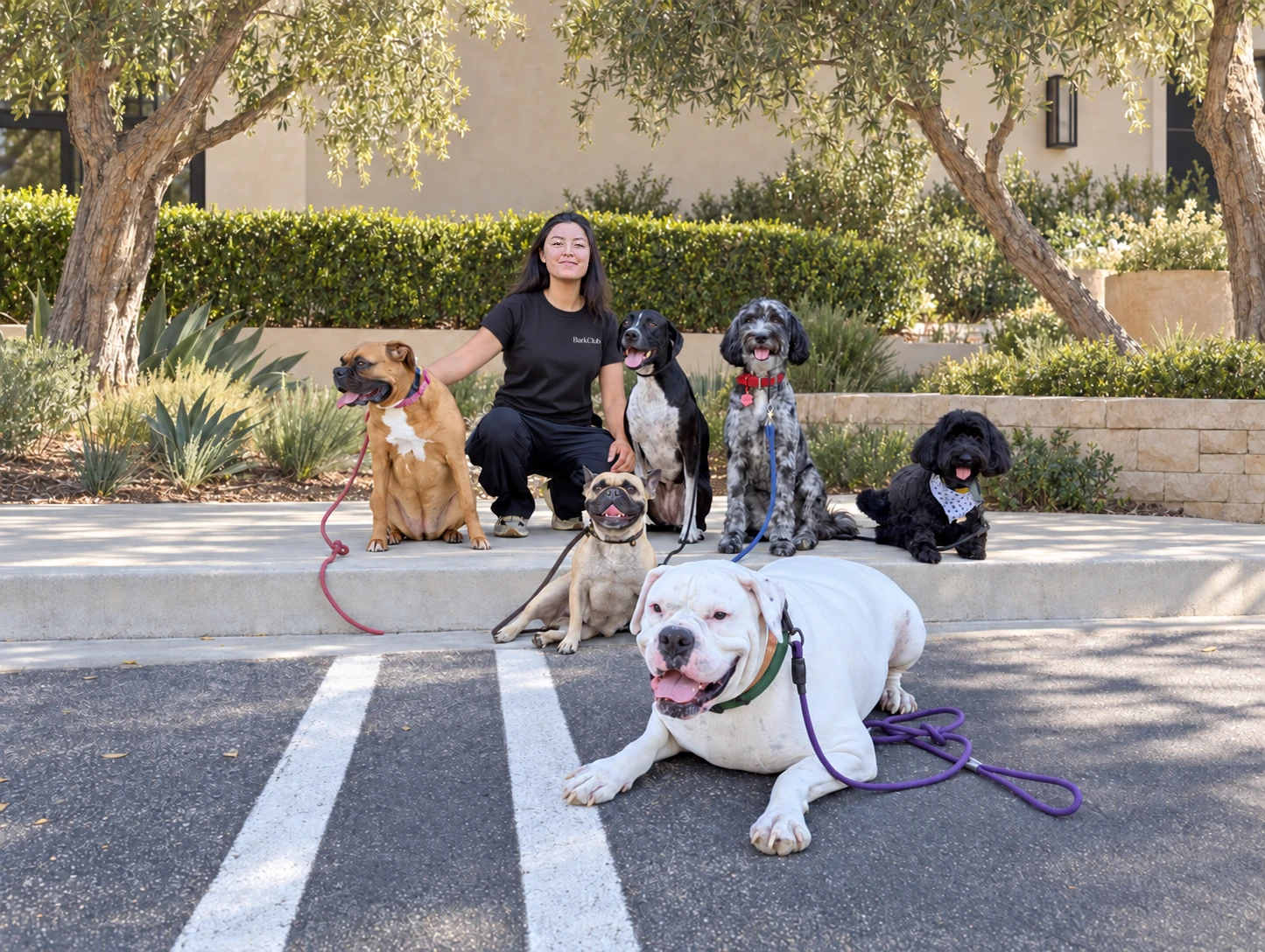 Ivanna in a BarkClub shirt with six dogs beneath mature olive trees