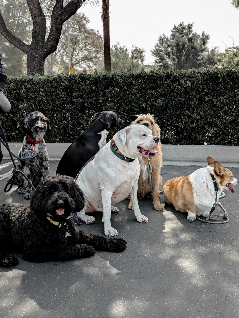 A calm group of BarkClub dogs